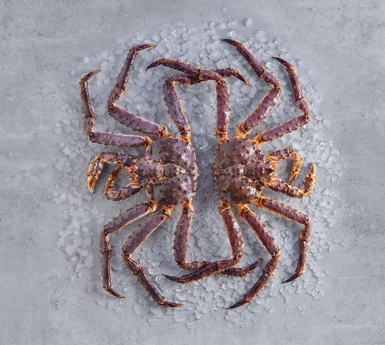 السلطعون الملكي الأحمر