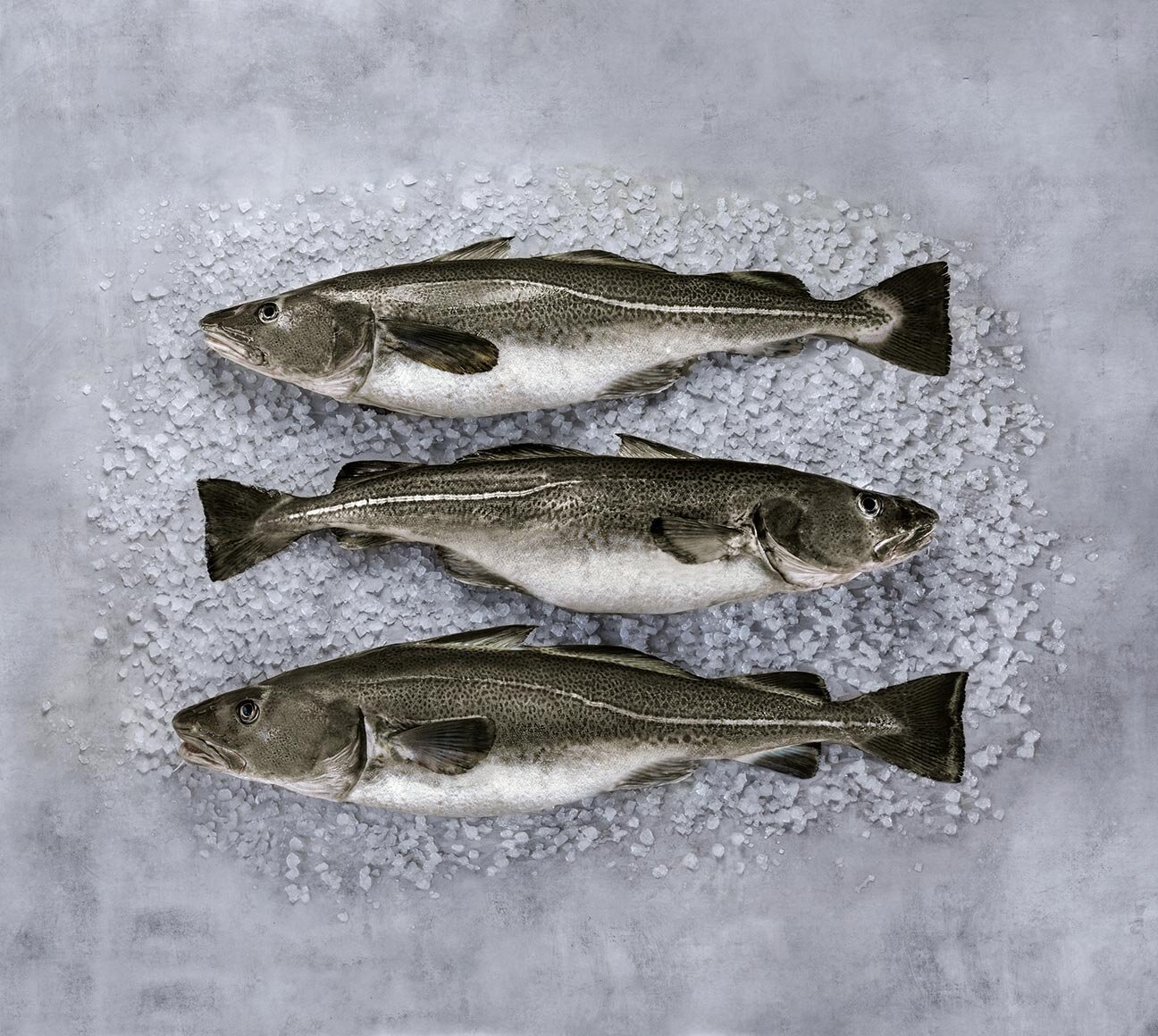 سمك القد النرويجي الأطلسي (Skrei)