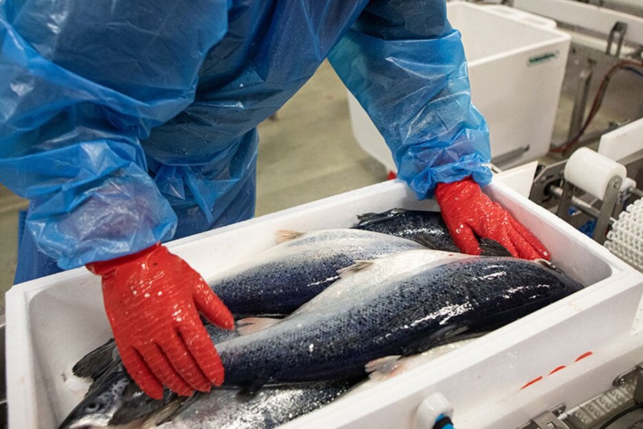 تعبئة السلمون