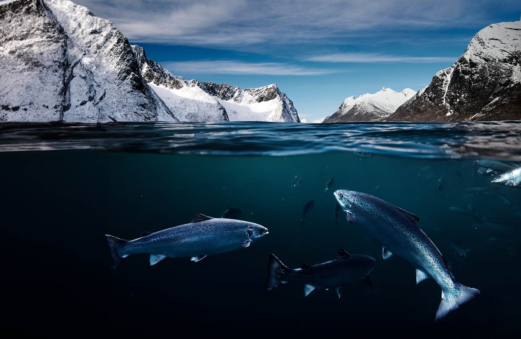 سمك السلمون النرويجي - مثالي بطبيعته