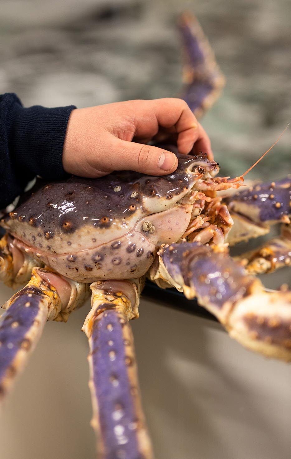 السلطعون الملكي الأحمر